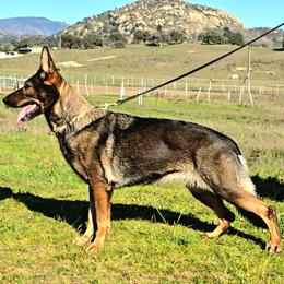 German Shepherd puppies from Von Sternkraft German Shepherds
