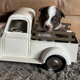 RTF2 - Red tri female Miniature Australian Shepherd puppy in Lexington, Nebraska from Osborne's Aussies