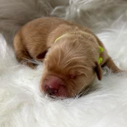 Yellow - Dark golden male Golden Retriever puppy in Yakima County, Washington from Saddle Rock Kennels