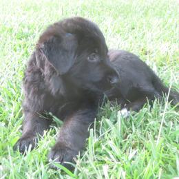 German Shepherd Puppies from V Diamondburg Kennels