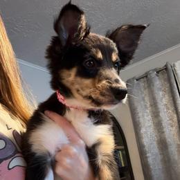 Celine - Tri-color female Border Collie puppy in Decatur, Alabama from Phantom Border Collies