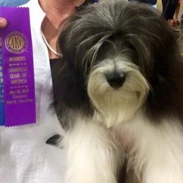 Havanese from Elbron Havanese