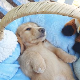 Dachshund and Karakachan Puppies from vom Treuen Wachter