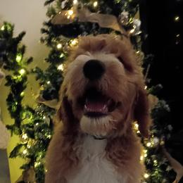 Green Boy - Red  male Goldendoodle puppy in Palm Bay, Florida from Costa's Curly Canines