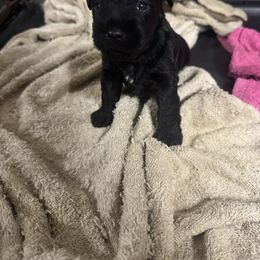 Male 1 - Black male Miniature Schnauzer puppy in Pearland, Texas from K & S Schnauzers