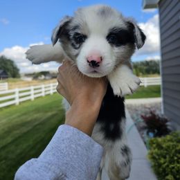 Donald - Blue merle and white male Cardigan Welsh Corgi puppy in Rigby, Idaho from Star N Cardigan Corgis
