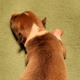 Miniature American Shepherd, Miniature Australian Shepherd, and Rat Terrier Puppies from Rocking 4C