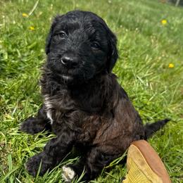 Pedro - Brindle male Bordoodle puppy in Canfield, Ohio from Poo's Doo's & Inu's