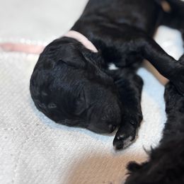 Poodle Puppies from KG Poodle Haus