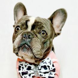 French Bulldogs from Coeur D Alene Kennels