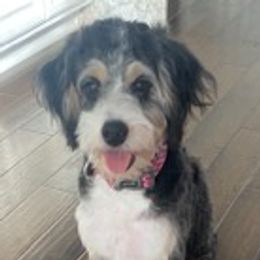 Assorted Doodle Crosses, Bernedoodles, Cavalier King Charles Spaniels, Cavapoos, Chihuahuas, and Poodles from Designer K9's