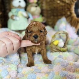 Queenie - Red  female Goldendoodle puppy in Wharton, Texas from Little Fur Friends