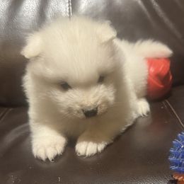 2 - White and biscuit female Samoyed puppy in Goldendale, Washington from Better’s Samoyeds