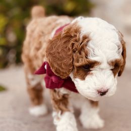 Goldendoodle and Poodle Puppies from Doodle Puppy Parti