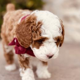 Goldendoodle and Poodle Puppies from Doodle Puppy Parti