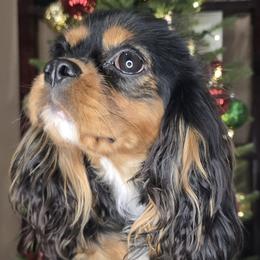 Oliver Keeper of the Enchanted Rose - Cavalier King Charles Spaniel