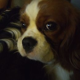 Daisy - Cavalier King Charles Spaniel