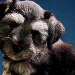 Miniature Schnauzers from My Schnauzer Pal 2