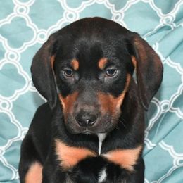 Cayleb - Black Catahoula Leopard Dog puppy in Potsdam, New York from Spot On Catahoula Leopard Dogs