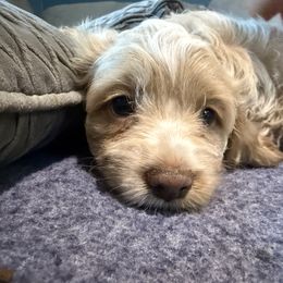 Perdita - Buff female Cockapoo puppy in Williamston, South Carolina from Sassy Bob’s Dogs