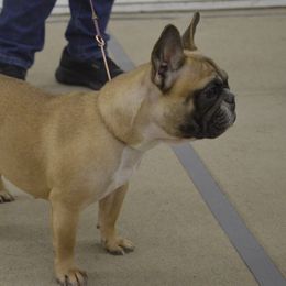 American Bulldog and French Bulldog All Grown Up from EliAna Kennels