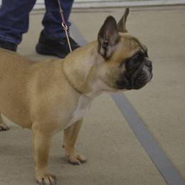 American Bulldog and French Bulldog All Grown Up from EliAna Kennels