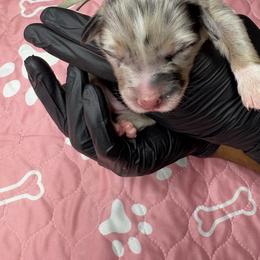 Australian Shepherd Puppies from Good Karma Aussies