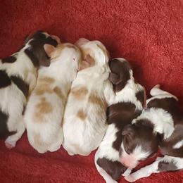 Boy 4 - Orange and white male Brittany puppy in North Hampton, New Hampshire from Birch Spring Brittanys
