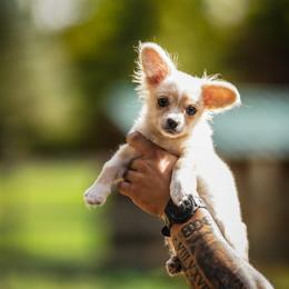 Lucas - Cream and white male Chihuahua puppy in Knowlton Township, New Jersey from Augenblick Kennels