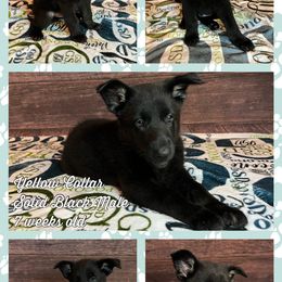 German Shepherd Puppies from Pocono GSD