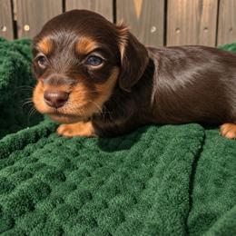 Scout - Chocolate and tan male Dachshund puppy in West Haven, Utah from Doxie Trails LLC