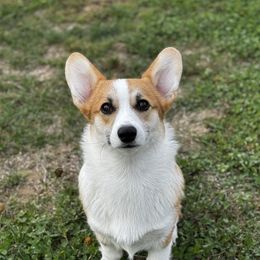 Finn - Pembroke Welsh Corgi