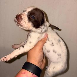Envy - White and liver brown female Dalmatian puppy in Toledo, Ohio from Exquisite Dalmatians & Standard Poodles
