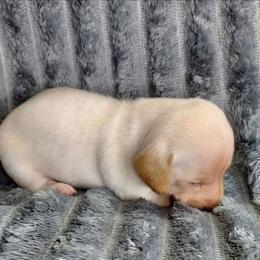 BUDDY - Chocolate and cream male Dachshund puppy in Swink, Oklahoma from Palali Farm