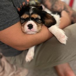 Cavalier King Charles Spaniel Puppies from CK Cavaliers