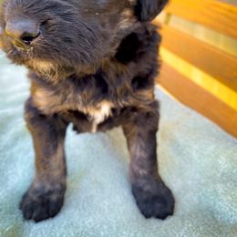 Bernedoodle and Siberian Husky Puppies from Timberline Paws