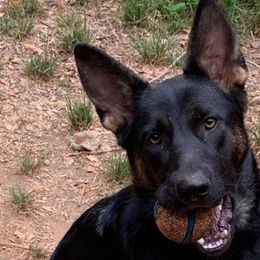 German Shepherds from Angelwings K9