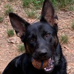 German Shepherds from Angelwings K9
