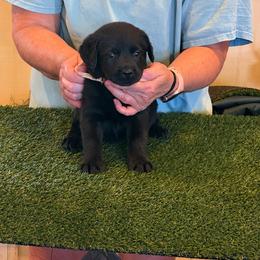 Boy 1 - Black male Labrador Retriever puppy in Whigham, Georgia from Diamond C Labradors