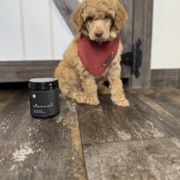 Poodle Puppies from The Peaks Premium Poodles
