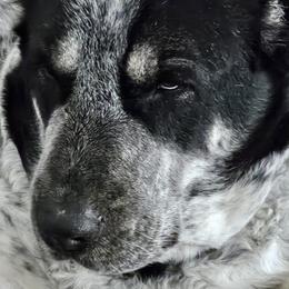 Maya - Central Asian Shepherd Dog