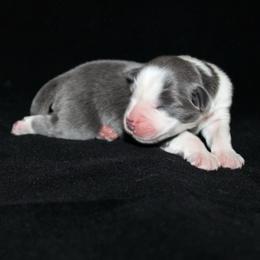 Bailey - Dilute blue female Australian Shepherd puppy in Colorado Springs, Colorado from Rocky Mountain Aussies
