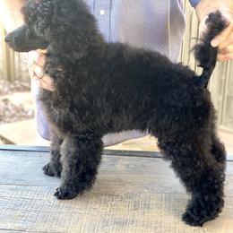 Poodle Puppies from Berndt Sienna Poodles