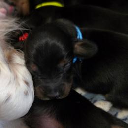 Blue - Black and tan male Dachshund puppy in Mulberry, Florida from J's Mini Dachshunds