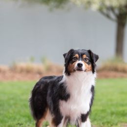 Cersei - Australian Shepherd