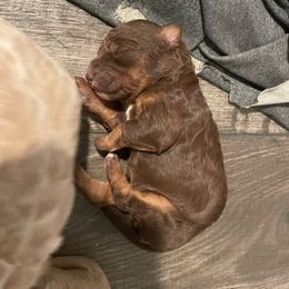 Blanch - Chocolate female Goldendoodle puppy in Stafford, Virginia from Morris Doodles Virginia