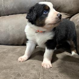 Orange - Black tri male Miniature Australian Shepherd puppy in Deer Park, Washington from Clinedinst Mini Aussies