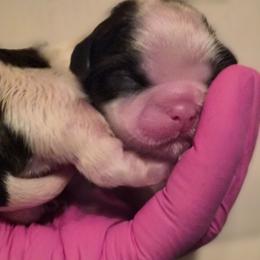 Boy 1 - Liver and white male Shih Tzu puppy in El Paso, Texas from Paws Of Beauty