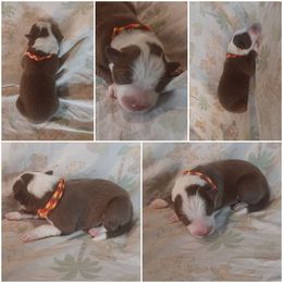 Border Collie Puppies from Lake Ridge Border Collies