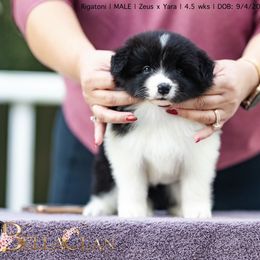 Rigatoni - Black and white male Border Collie puppy in Bryantown, Maryland from Bellaclan Border Collies